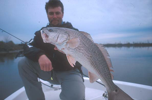 Cold-natured Redfish